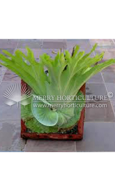 Platycerium superbum